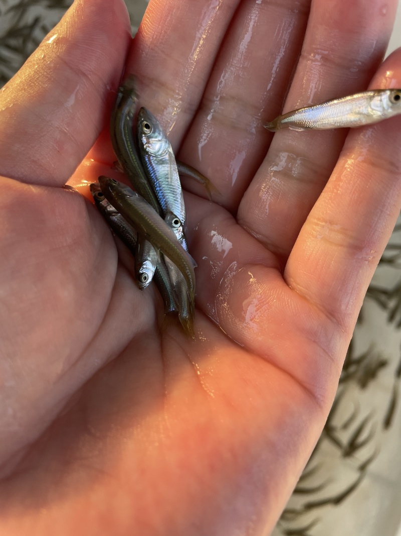 土鲮鱼苗\泰鲮鱼苗\麦鲮鱼苗\饵料鱼\鲮鱼水花\自产自销