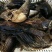 斑桂鱼苗\斑鳜鱼苗\虎斑桂鱼苗\黑鳜鱼苗\全国发货\