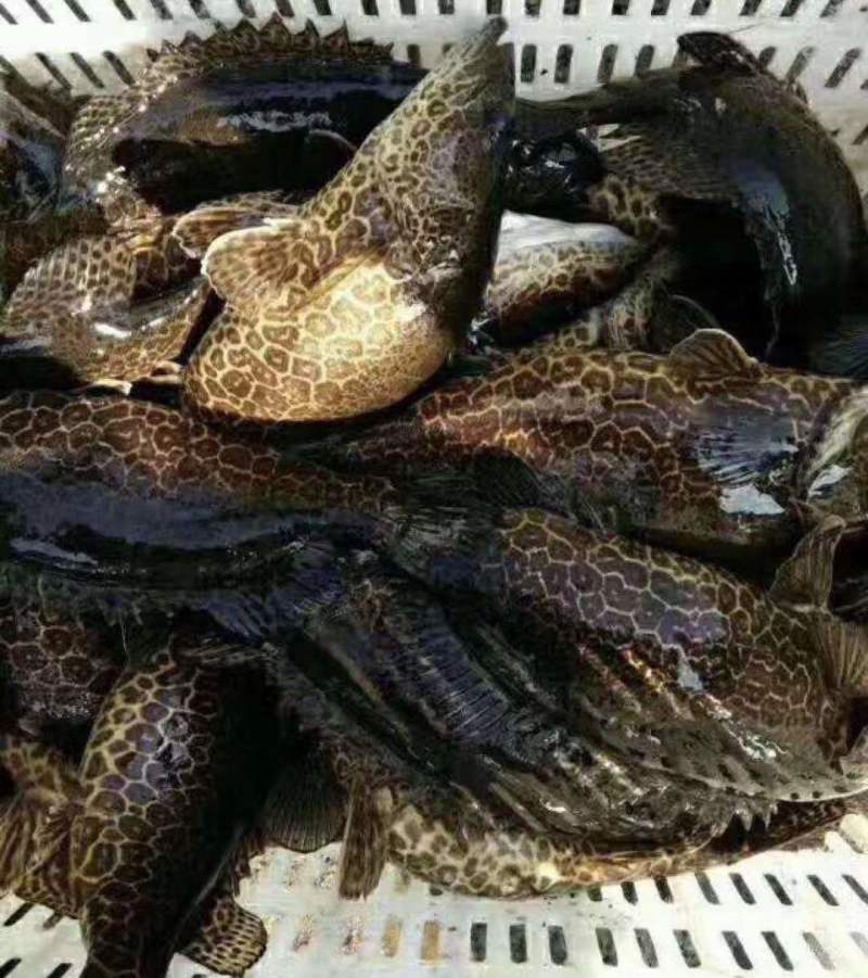 斑桂鱼苗\斑鳜鱼苗\虎斑桂鱼苗\黑鳜鱼苗\全国发货\