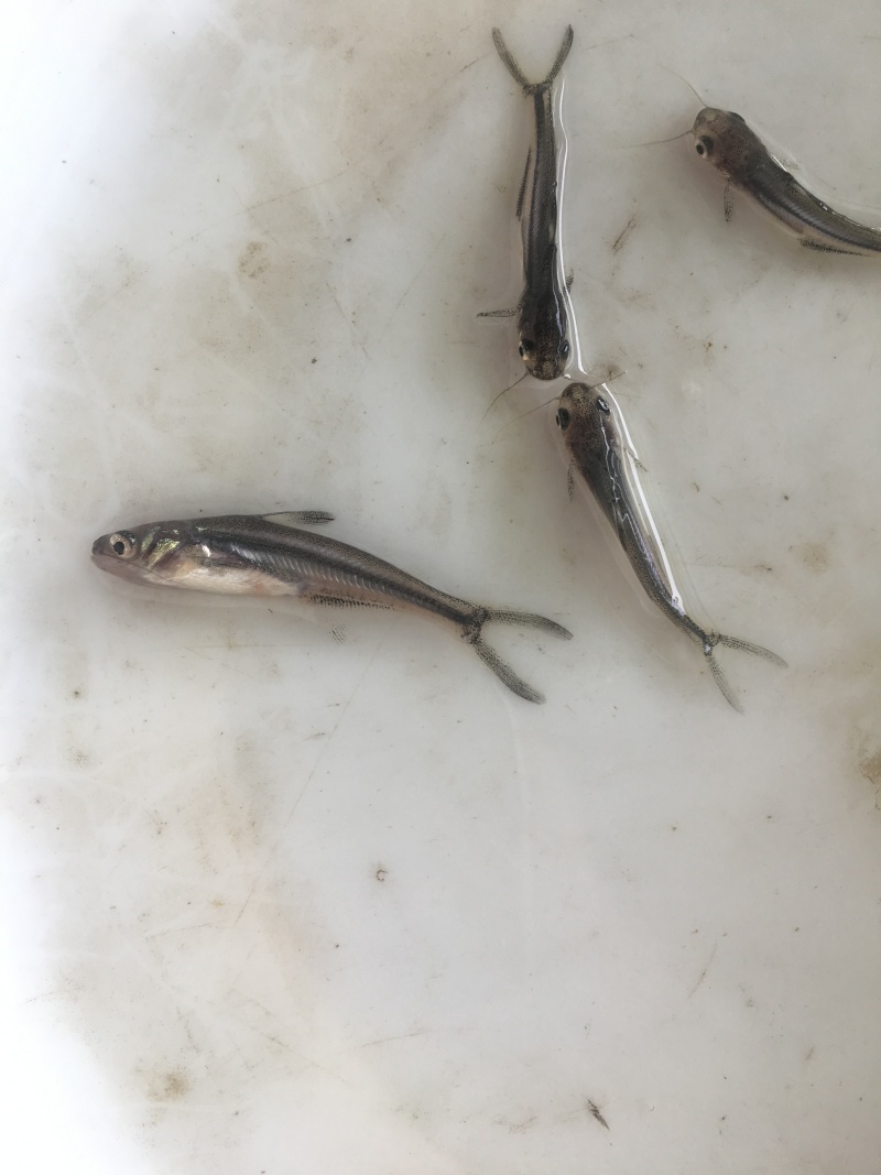 巴沙鱼苗\淡水鲨鱼苗\产量高\基地供应\全国发货\