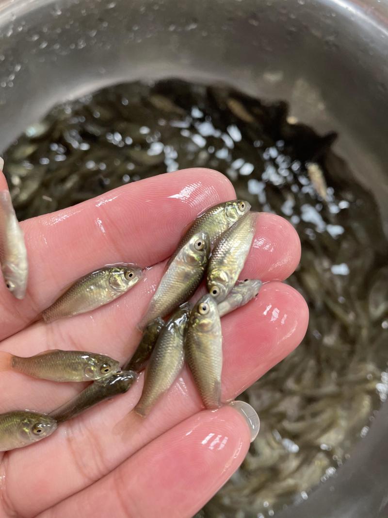 湘云鲫鱼苗\工程鲫鱼苗\黄金鲫鱼苗\抵抗力强\生长快包邮