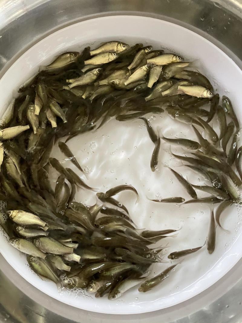 湘云鲫鱼苗\工程鲫鱼苗\黄金鲫鱼苗\抵抗力强\生长快包邮