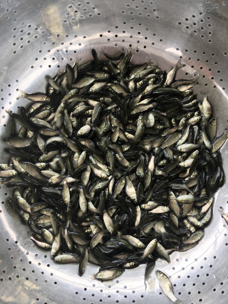 湘云鲫鱼苗\工程鲫鱼苗\黄金鲫鱼苗\抵抗力强\生长快包邮
