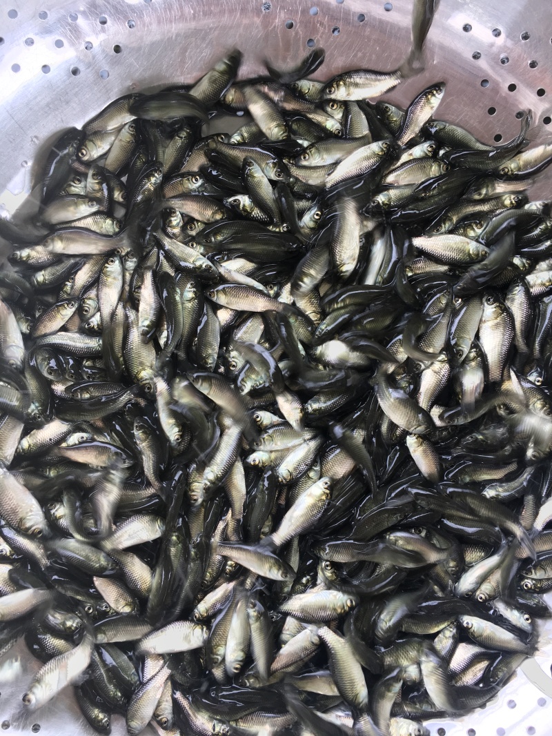 湘云鲫鱼苗\工程鲫鱼苗\黄金鲫鱼苗\抵抗力强\生长快包邮