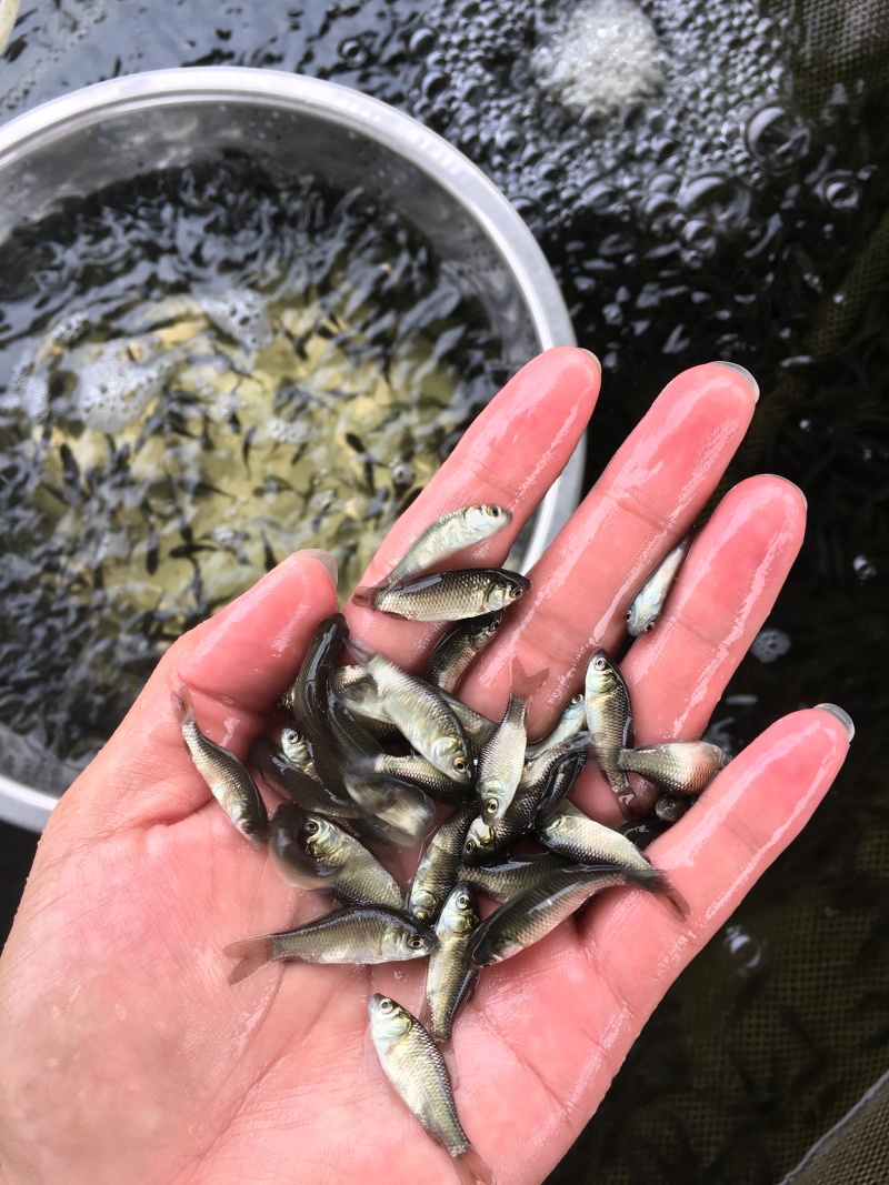 湘云鲫鱼苗\工程鲫鱼苗\黄金鲫鱼苗\抵抗力强\生长快包邮