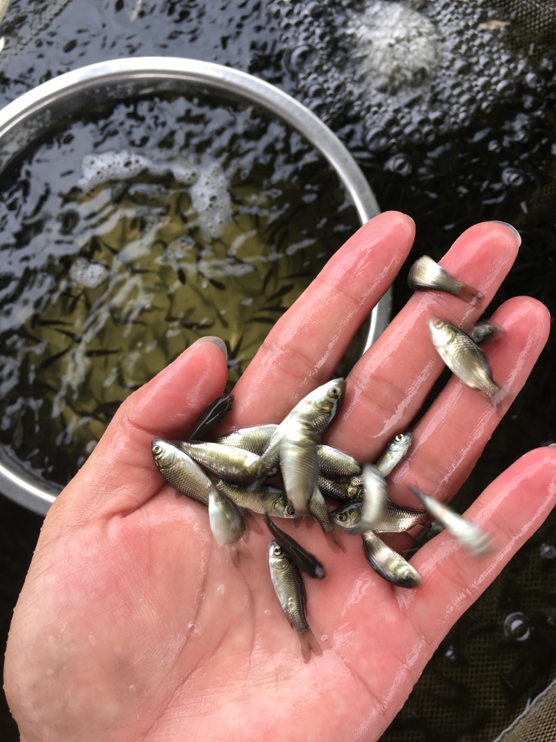 湘云鲫鱼苗\工程鲫鱼苗\黄金鲫鱼苗\抵抗力强\生长快包邮