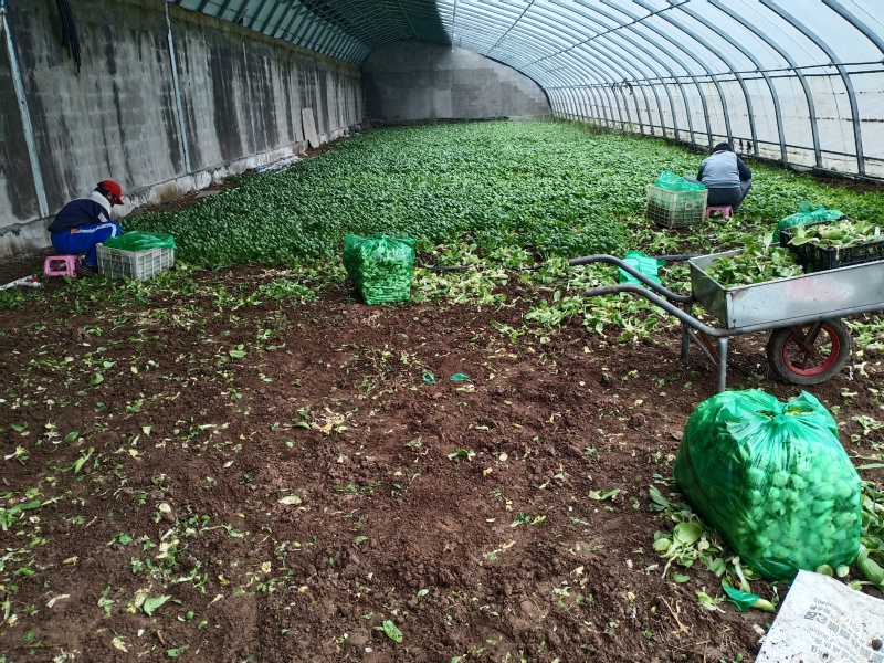 天津精品油菜进口品种更加鲜美一手货源欢迎考察