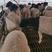 售后保障黑头杜泊绵羊养殖基地直供包运输包技术可视频看货