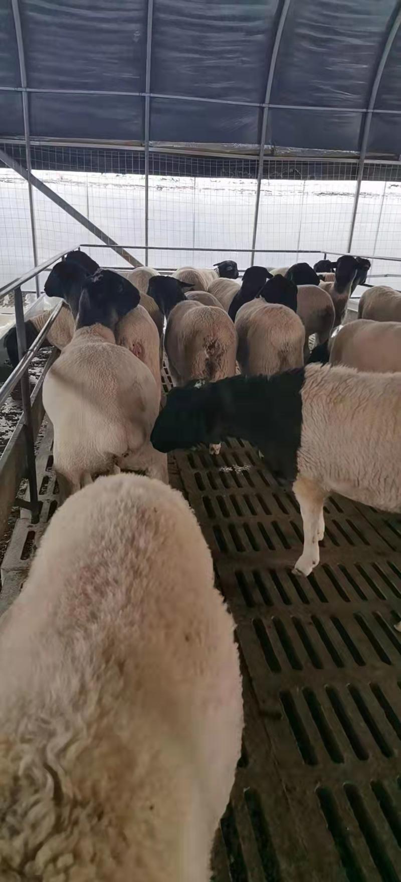 售后保障黑头杜泊绵羊养殖基地直供包运输包技术可视频看货