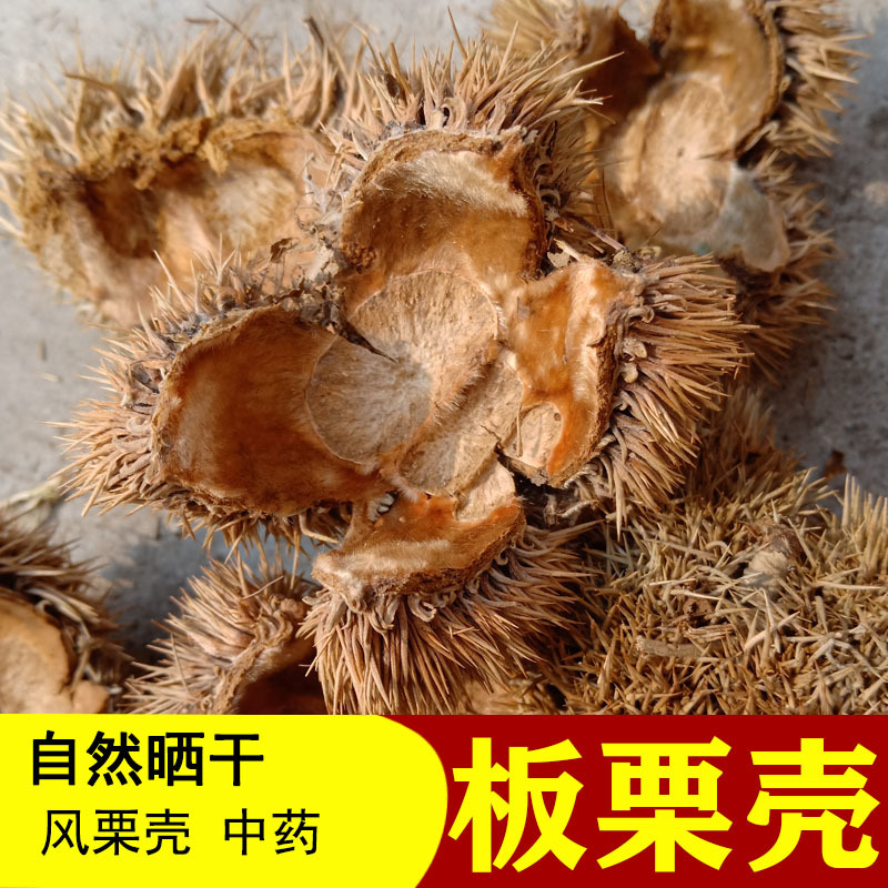 中药材带刺板栗球栗刺壳风栗壳板粟刺粟子刺壳风粟栗子刺球淋