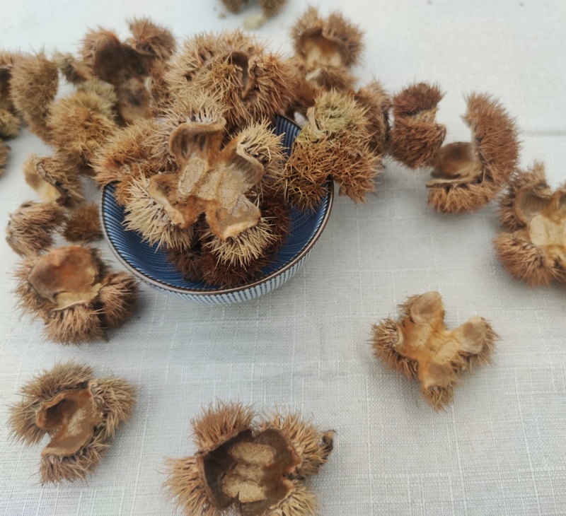 中药材带刺板栗球栗刺壳风栗壳板粟刺粟子刺壳风粟栗子刺球淋