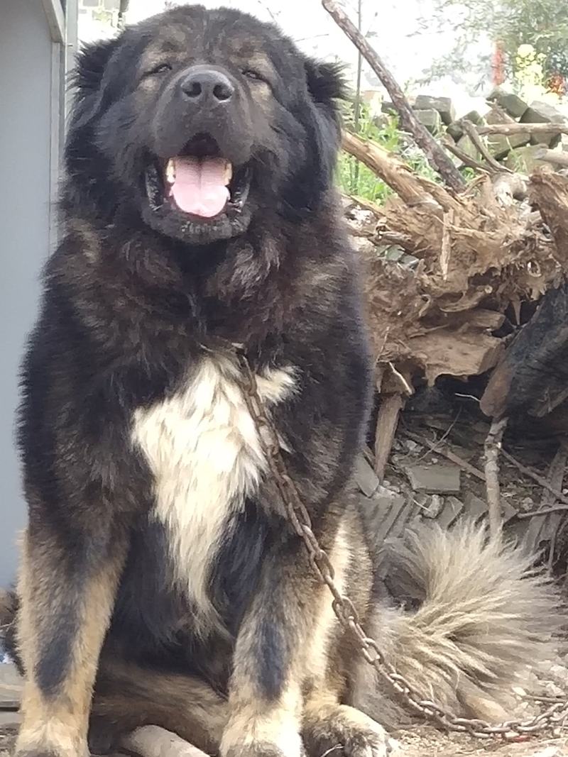 纯种高加索幼犬疫苗齐全特种护卫犬看家护院