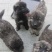 纯种高加索幼犬疫苗齐全特种护卫犬看家护院