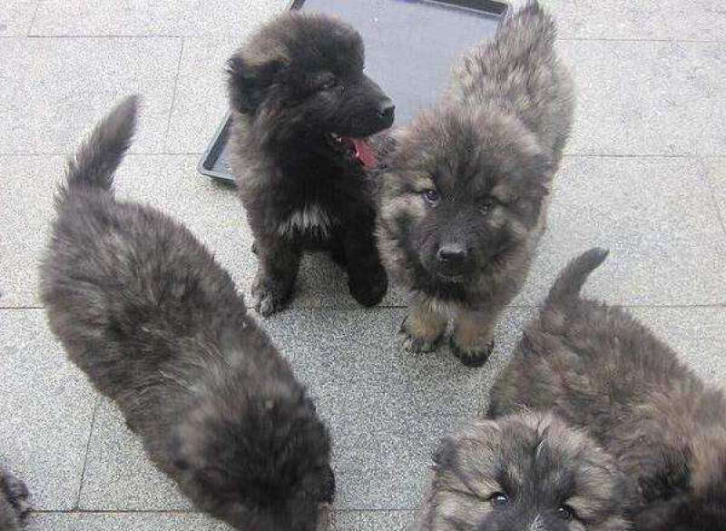 纯种高加索幼犬疫苗齐全特种护卫犬看家护院