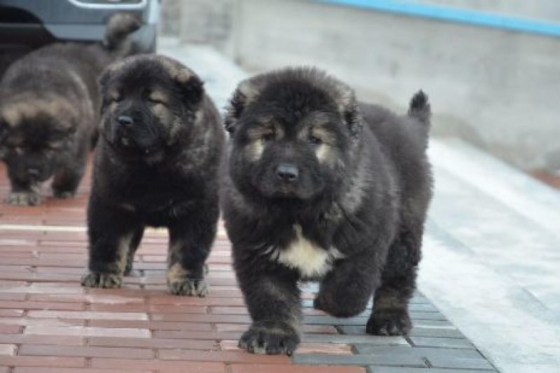 纯种高加索幼犬疫苗齐全特种护卫犬看家护院