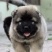 纯种高加索幼犬疫苗齐全特种护卫犬看家护院