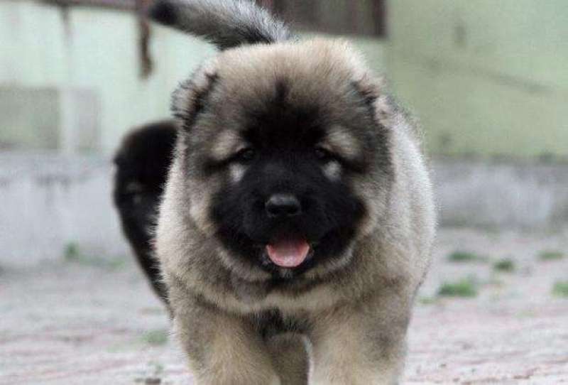 纯种高加索幼犬疫苗齐全特种护卫犬看家护院