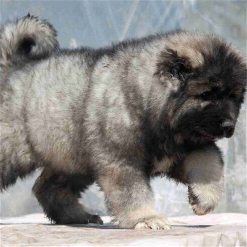 纯种高加索幼犬疫苗齐全特种护卫犬看家护院