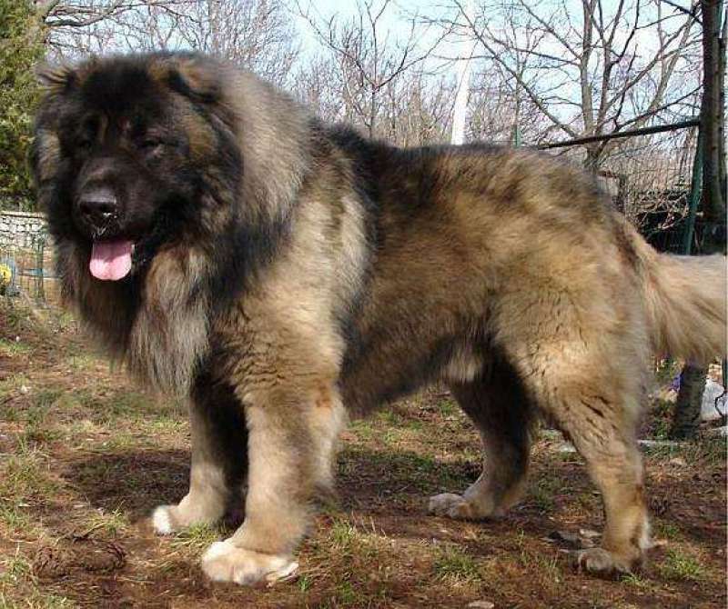纯种高加索幼犬疫苗齐全特种护卫犬看家护院