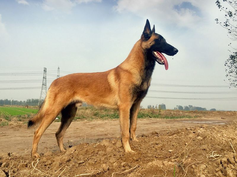 马犬公纯种爆红马犬颜色好体行好好训练