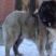 纯种高加索幼犬疫苗齐全特种护卫犬看家护院