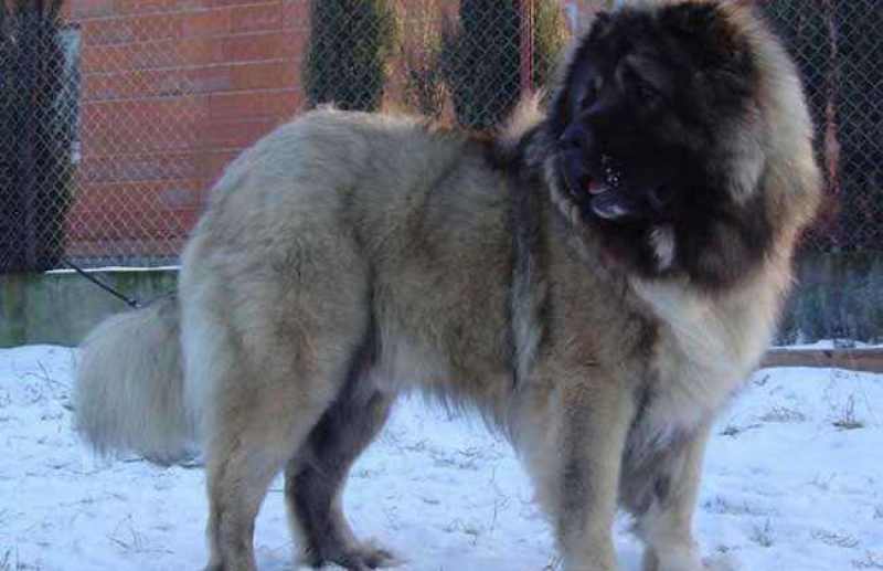 纯种高加索幼犬疫苗齐全特种护卫犬看家护院