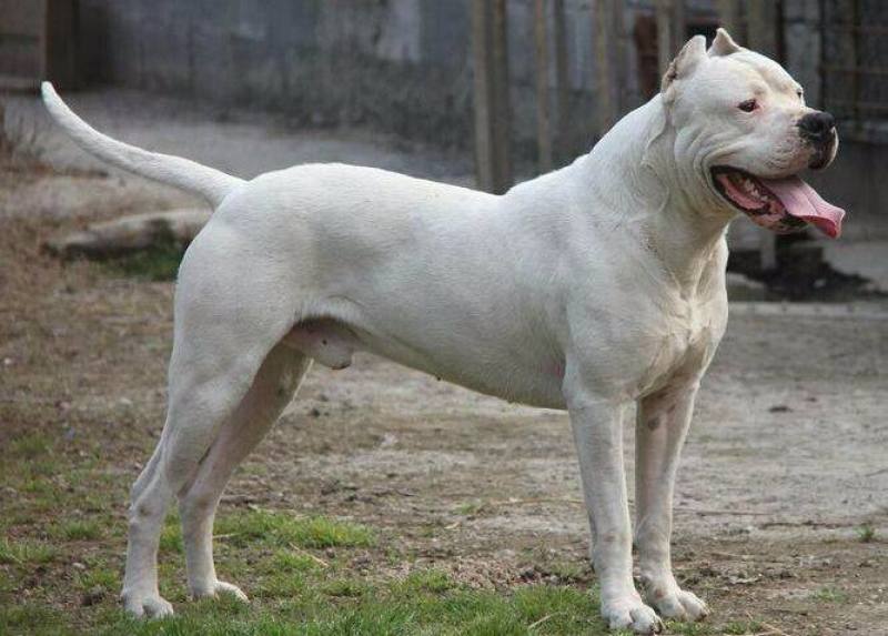 纯种杜高犬活体幼犬幼崽好养可训练化家养巨型伴侣狗