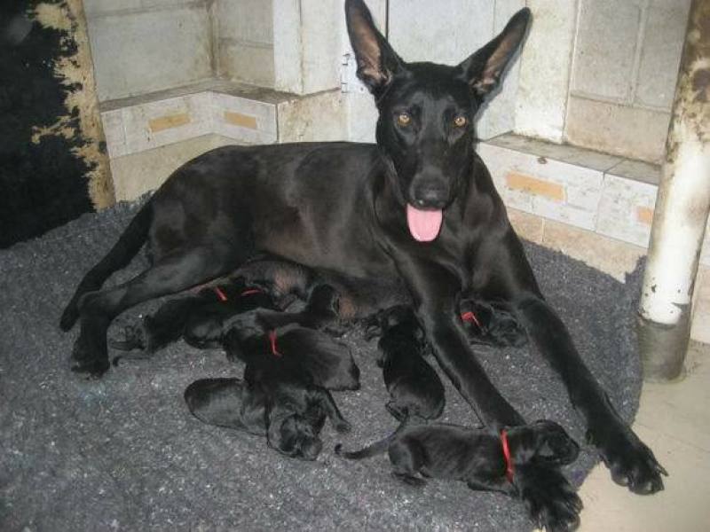 纯种黑狼幼犬大型看家护院犬墨界黑狼犬猛犬护卫犬巨型犬看家