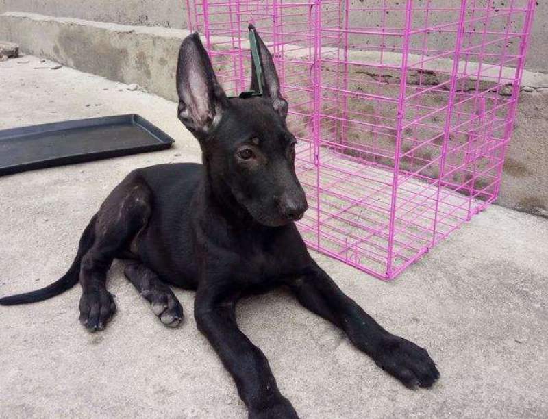 纯种黑狼幼犬大型看家护院犬墨界黑狼犬猛犬护卫犬巨型犬看家