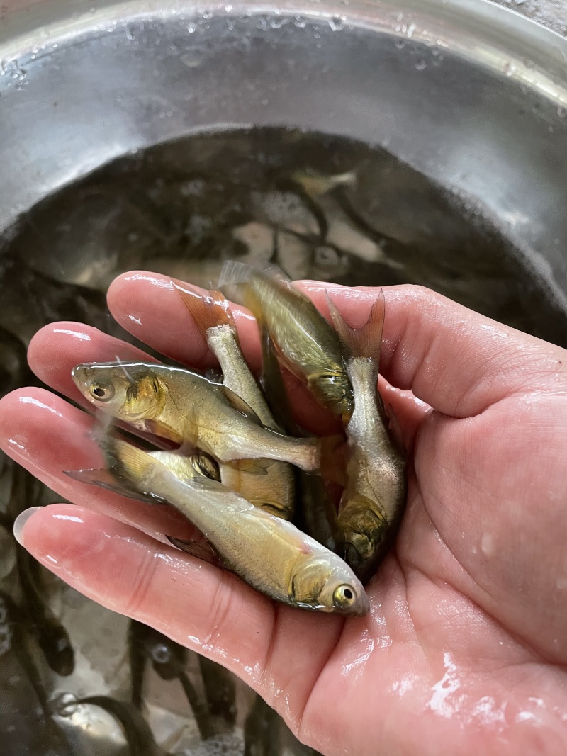 花鲢鱼苗鳙鱼苗大头鱼苗花鲢水花大头水花自产自销