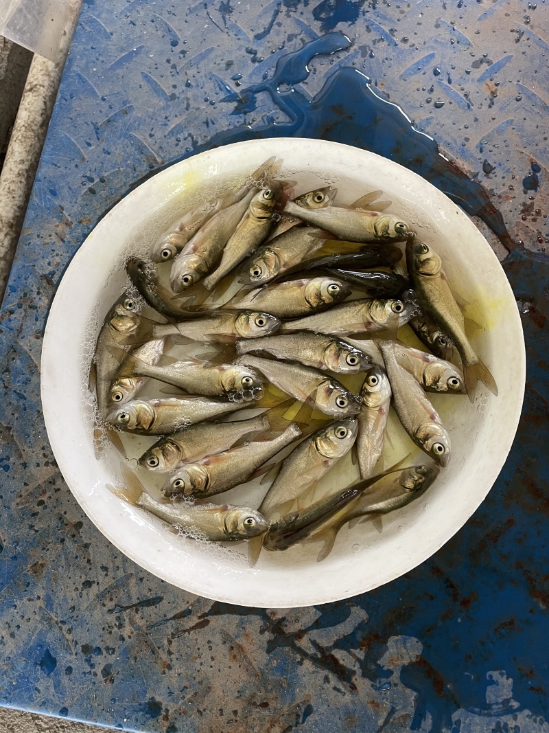 花鲢鱼苗鳙鱼苗大头鱼苗花鲢水花大头水花自产自销