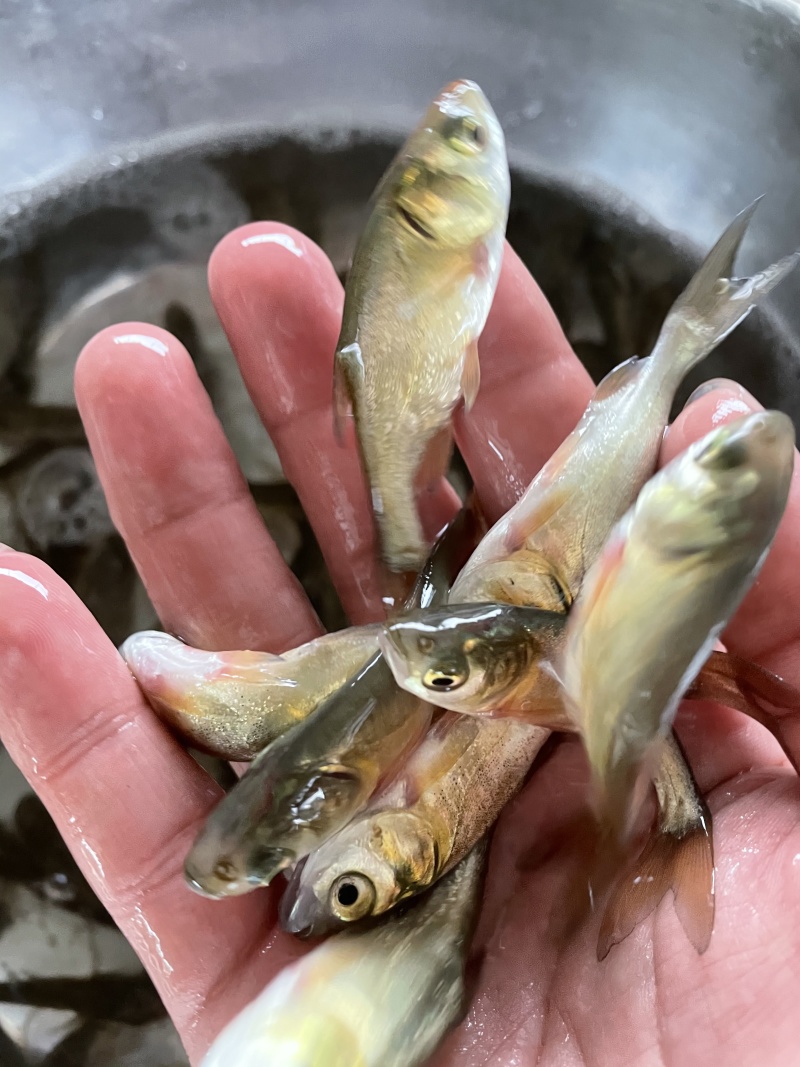 花鲢鱼苗鳙鱼苗大头鱼苗花鲢水花大头水花自产自销