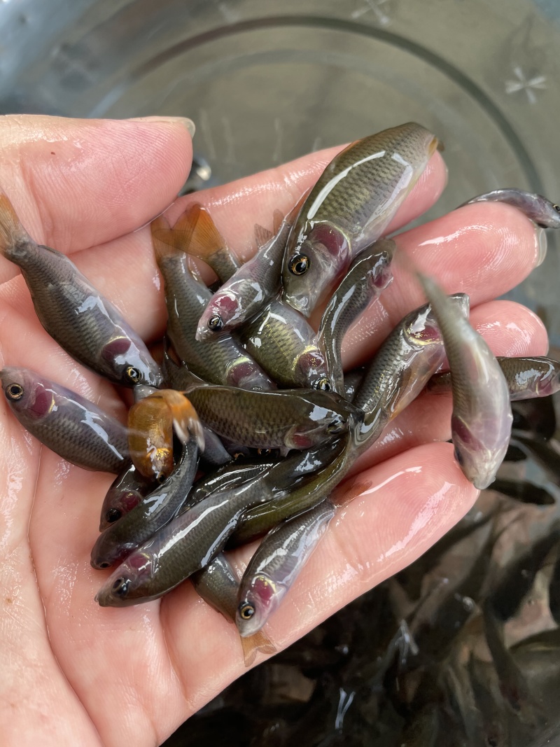 禾花鲤鱼苗荷花鲤鱼苗灰鲤鱼苗稻田鲤鱼苗鲤鱼水花苗场直供