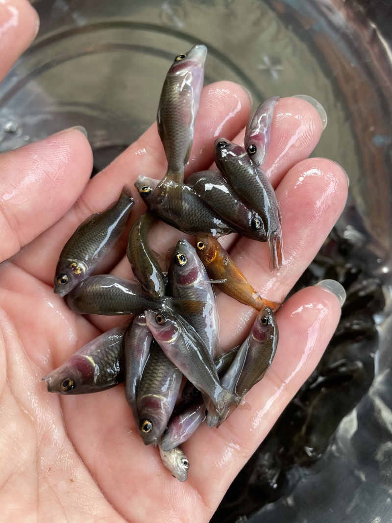 禾花鲤鱼苗荷花鲤鱼苗灰鲤鱼苗稻田鲤鱼苗鲤鱼水花苗场直供