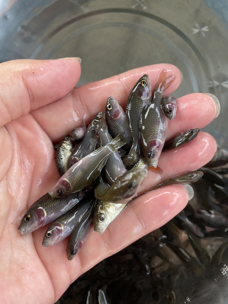 禾花鲤鱼苗荷花鲤鱼苗灰鲤鱼苗稻田鲤鱼苗鲤鱼水花苗场直供