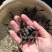 禾花鲤鱼苗荷花鲤鱼苗灰鲤鱼苗稻田鲤鱼苗鲤鱼水花苗场直供