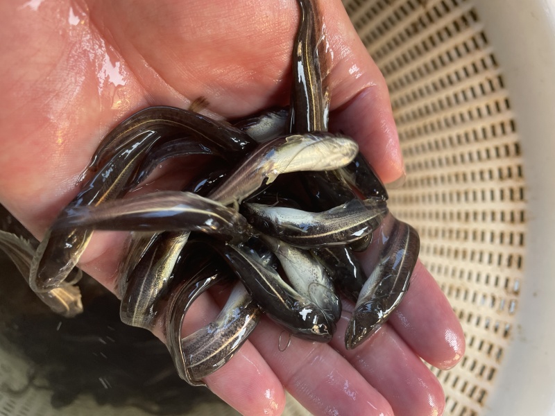 大口鲶鱼苗杂交大口鲶鱼苗南方大口鲶鱼苗生长快苗场直供