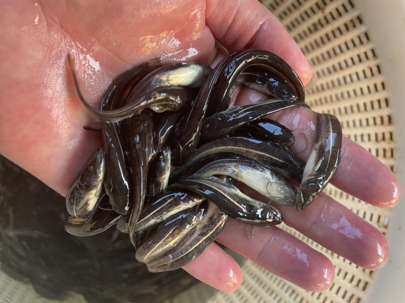 大口鲶鱼苗杂交大口鲶鱼苗南方大口鲶鱼苗生长快苗场直供