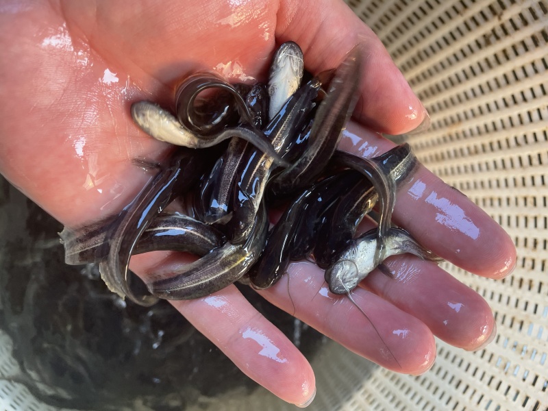 大口鲶鱼苗杂交大口鲶鱼苗南方大口鲶鱼苗生长快苗场直供