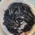 大口鲶鱼苗杂交大口鲶鱼苗南方大口鲶鱼苗生长快苗场直供