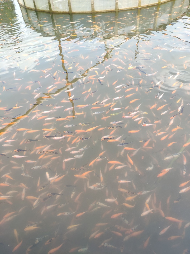 锦鲤鱼苗日本锦鲤苗精品锦鲤鱼苗三色锦鲤苗苗场直供