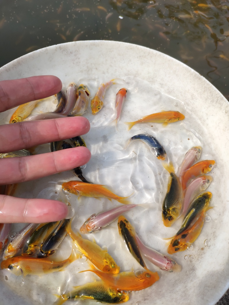 锦鲤鱼苗日本锦鲤苗精品锦鲤鱼苗三色锦鲤苗苗场直供