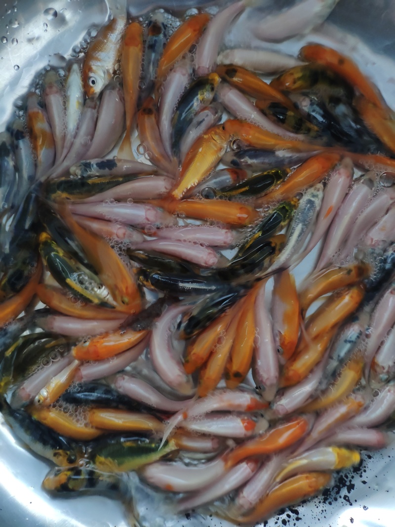 锦鲤鱼苗日本锦鲤苗精品锦鲤鱼苗三色锦鲤苗苗场直供