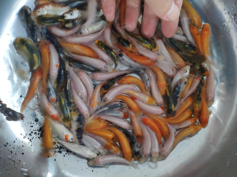 锦鲤鱼苗日本锦鲤苗精品锦鲤鱼苗三色锦鲤苗苗场直供
