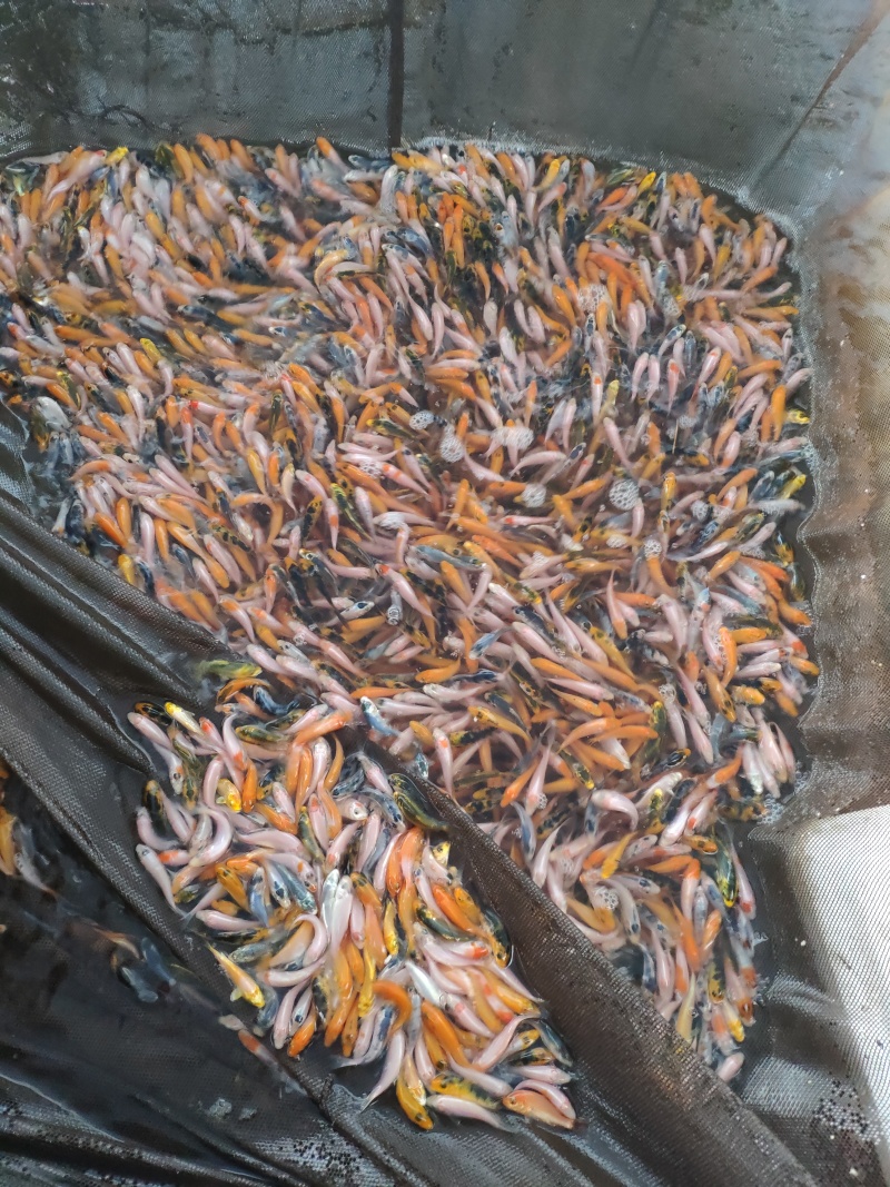 锦鲤鱼苗日本锦鲤苗精品锦鲤鱼苗三色锦鲤苗苗场直供