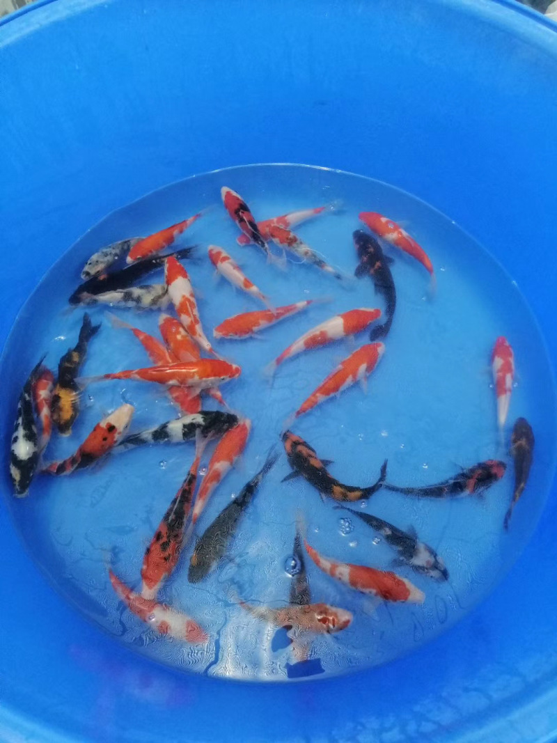 锦鲤鱼苗日本锦鲤苗精品锦鲤鱼苗三色锦鲤苗苗场直供