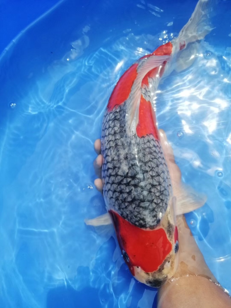 锦鲤鱼苗日本锦鲤苗精品锦鲤鱼苗三色锦鲤苗苗场直供