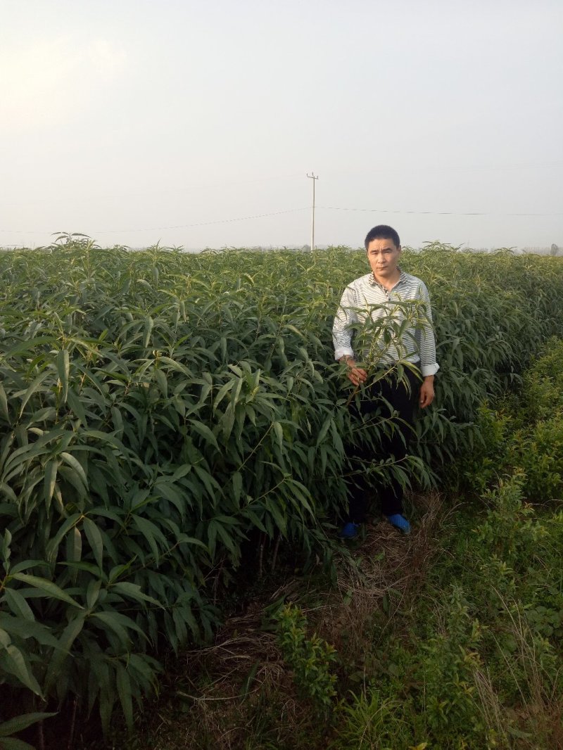 【基地直发】早熟油蟠桃苗珍珠油桃苗嫁接成品苗成活率高