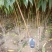 【基地直发】早熟油蟠桃苗珍珠油桃苗嫁接成品苗成活率高