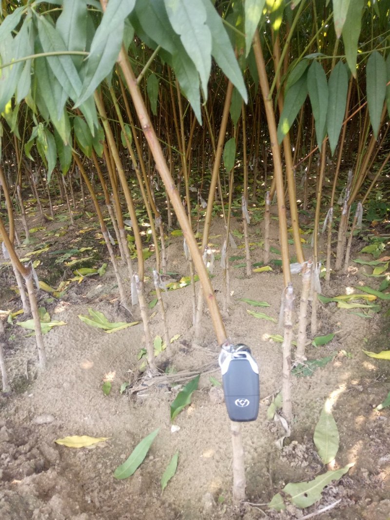 【基地直发】早熟油蟠桃苗珍珠油桃苗嫁接成品苗成活率高